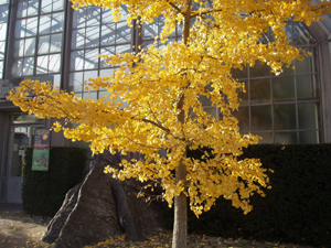 A Ginkgo biloba outside the Evolution House